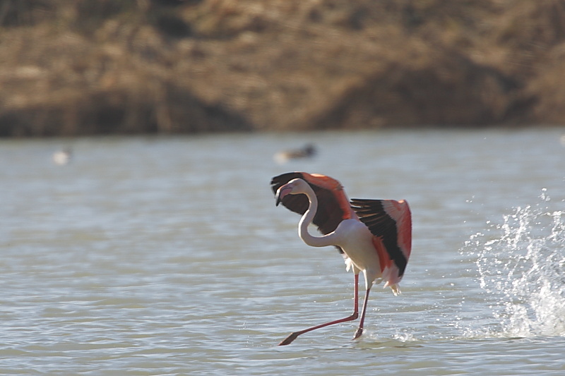 Fenicotteri rosa